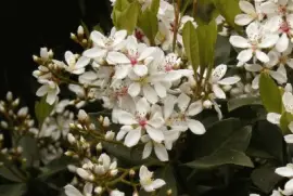 raphiolepis umbellata jigsaw puzzle