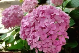 hortensia jigsaw puzzle