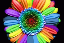 Rainbow Flower jigsaw puzzle