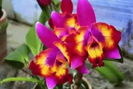 imagens jigsaw puzzle