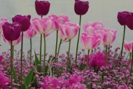 tulipa jigsaw puzzle