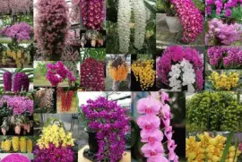 orquideas jigsaw puzzle