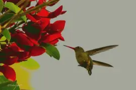 פאזל של imagens