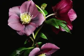 פאזל של imagens