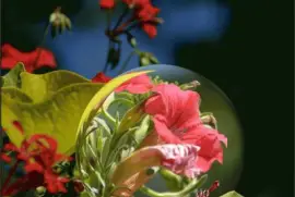 פאזל של imagens