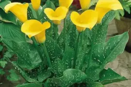 פאזל של imagens