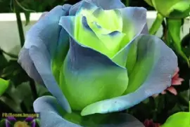 פאזל של imagens