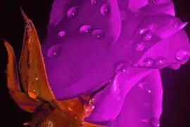 פאזל של imagens