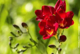 פאזל של imagens