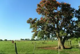 En el campo santafesino. Argentina