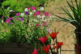 פאזל של FLORES