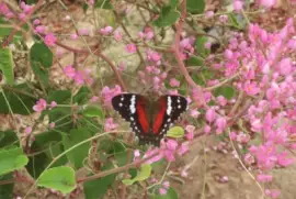 פאזל של Flores Silvestres