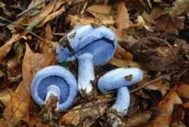 Lactarius indigo