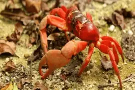 Cangrejo rojo â€“ Isla  Navidad