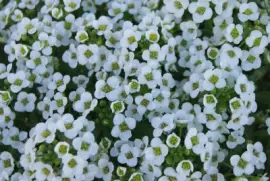 alyssum