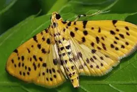 Conogethes Punctiferalis - Europa