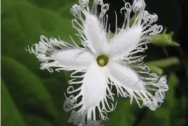 Calabaza de serpiente - Trichosanthes Cucumerina