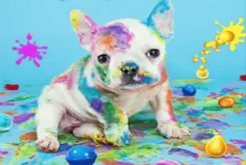perro de colores