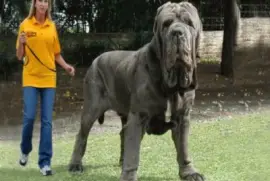 פאזל של august13