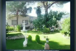 PINO CENTENARIO -TORREJON DEL REY (GUADALAJARA)