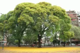 tipa  (tipuana tipu)