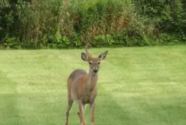 Not a unicorn, but a uni-buck!