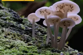 Filoboletus manipularis