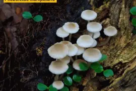 Filoboletus manipularis