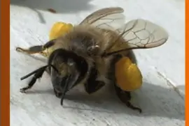 Abeja con su carga de polen