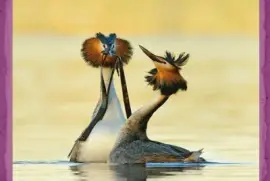 Great crested grebe courtship