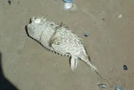 Fisch stark gesonnt, Goolwa S.A. jigsaw puzzle