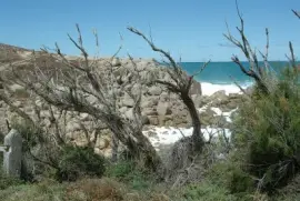 Dry Tree 1, S.A . jigsaw puzzle