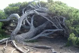 Tree 3, S.A. jigsaw puzzle