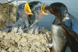 Golondrina alimentando a sus polluelos