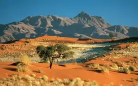 NATUREZA jigsaw puzzle