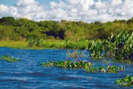 En Esteros del IberÃ¡. Corrientes. Argentina jigsaw puzzle