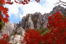 NATUREZA jigsaw puzzle