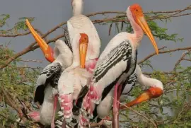 Painted storck -  India