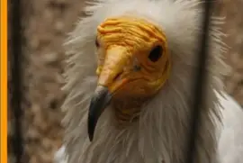 Buitre Egipcio (Neophron percnopterus)