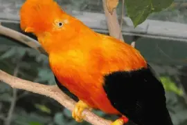 Gallito de las rocas (Rupicola Peruviana)