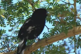 Boyero Negro - Cacicus solitarius