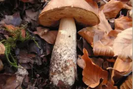 Leccinum Scabrum