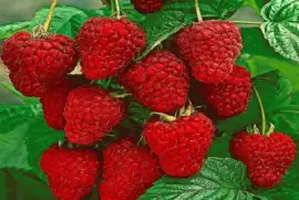 Frutillas - Fragaria  ananassa