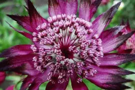 Astrantia sp