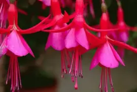Fuchsia magellanica