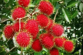 RambutÃ¡n (Nephelium lappaceum)