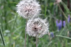 Dandilion puffs