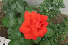 Pretty rose
