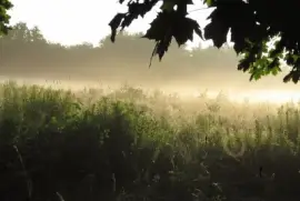 Spider web in misty morning