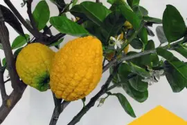 Cidra (Citrus medica)